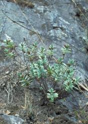 Veronica colensoi. Habit. Taruarau R., Hawke's Bay.
 Image: M.J. Bayly © Te Papa CC-BY-NC 3.0 NZ